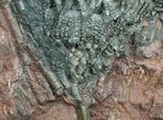 Inch Moroccan Crinoid Fossil - Scyphocrinites #4025-1